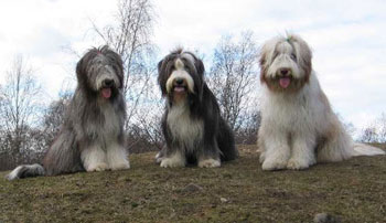 From the left:  Penny, Millie & Melvin
